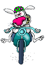 bunny on bike pic